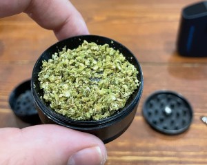 The author holding a grinder full of medicinal weed for anxiety