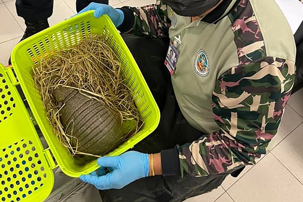 Thailand Gagalkan Penyelundupan Satwa Liar Ekstrem, 105 Hewan Dijejal dalam 2 Koper