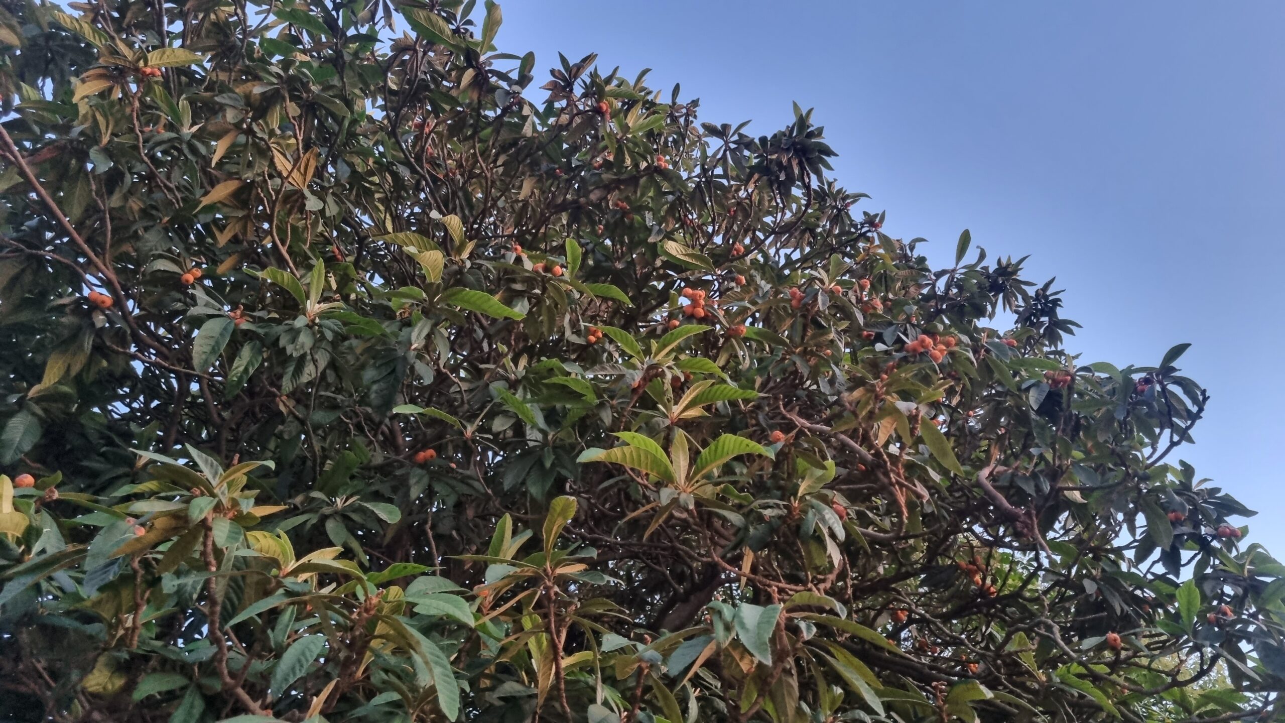 Alberi Parco degli Acquedotti Roma.jpg