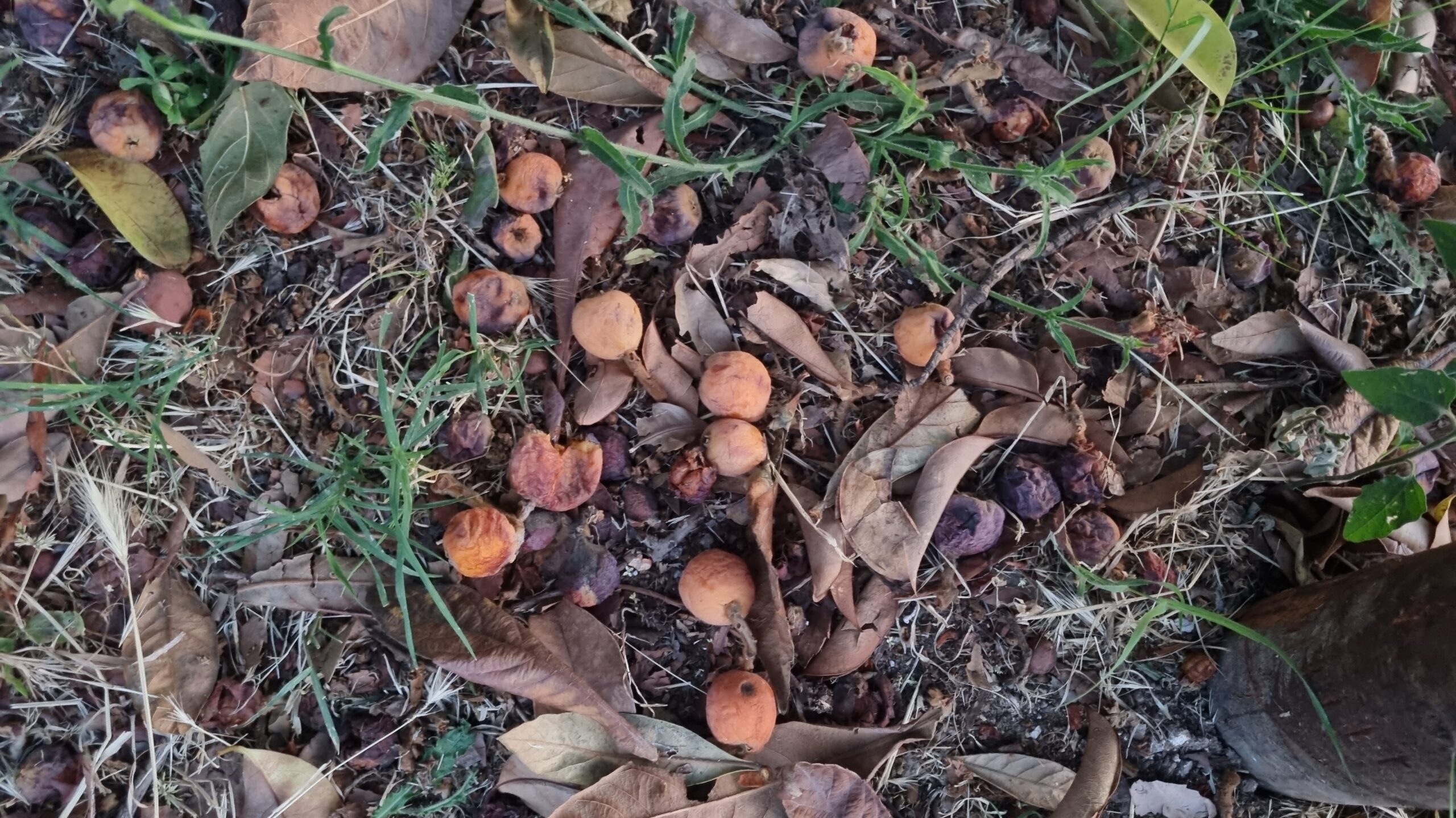 Frutta Parco degli Acquedotti di Roma.jpg