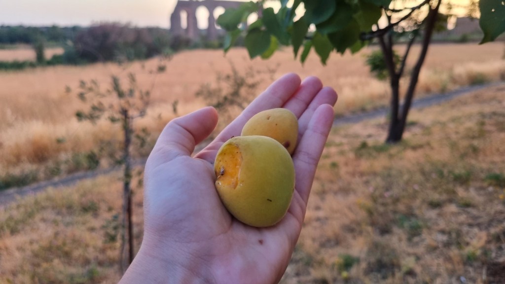 Frutta Urbana