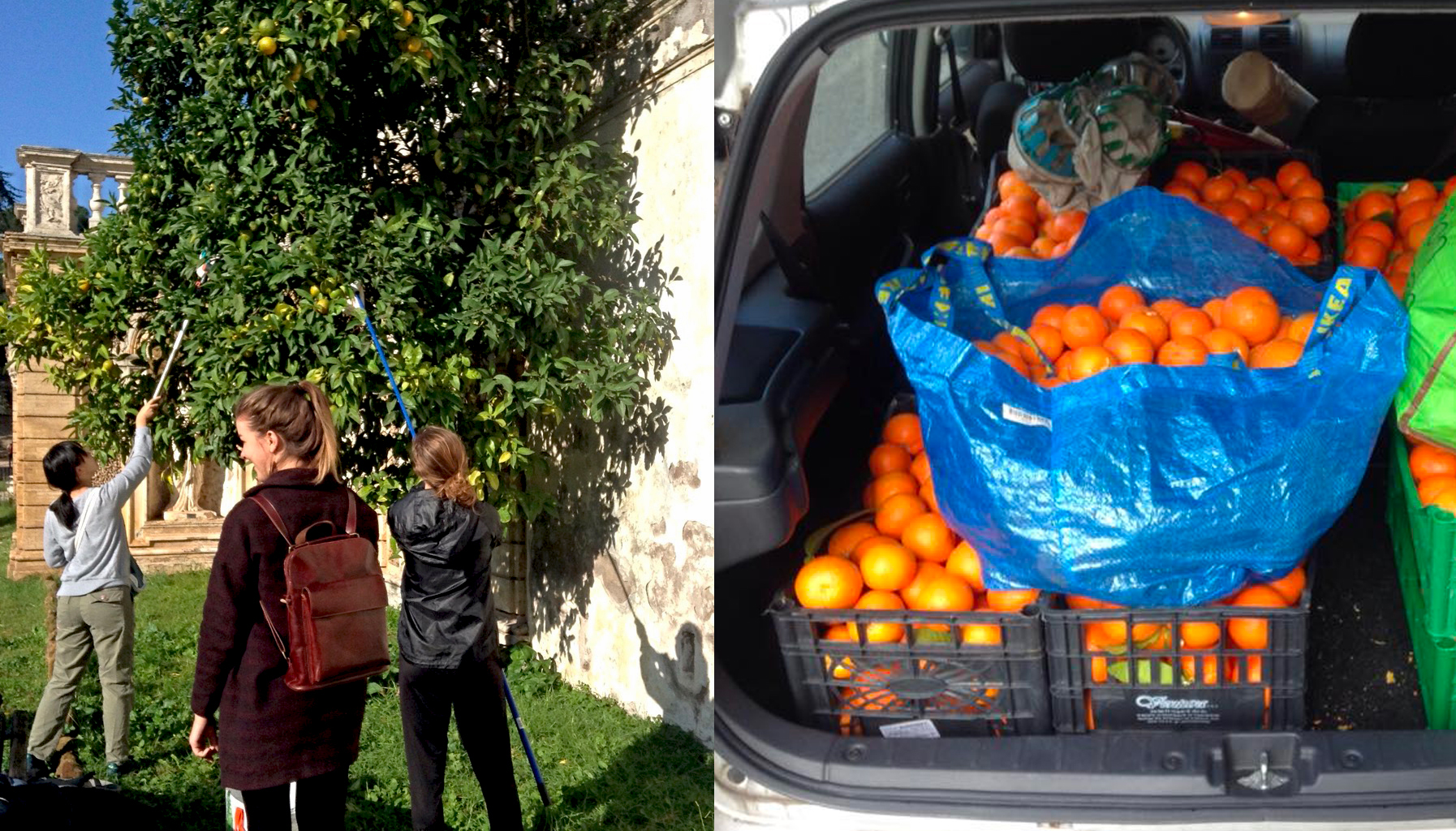 linaria-frutta-in-città.jpg
