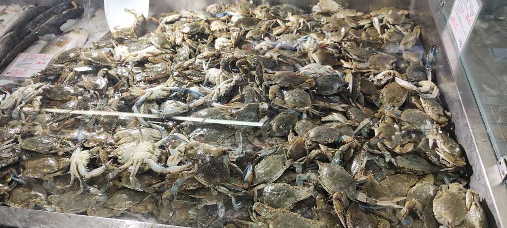 Perché dovremmo mangiare le specie aliene di pesci e crostacei