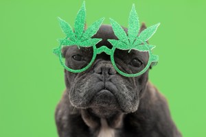 dog wearing weed cannabis glasses