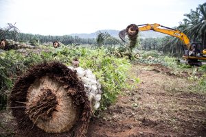 Pemprov Papua Barat Cabut Izin Operasional 16 Perusahaan Sawit Langgar izin membalak hutan
