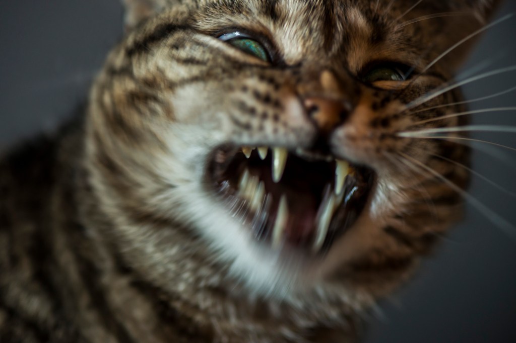 Otoritas Lingkungan Polandia Tetapkan Kucing Sebagai ‘Spesies Alien Invasif’