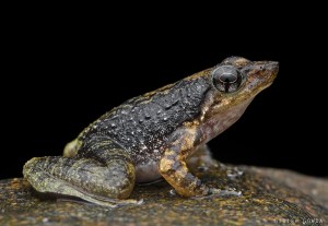 More than half of “data deficient” species may be on the brink of dying out, reports a new study.