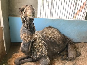 Japan, zoo, animals, heat, heatstroke, summer