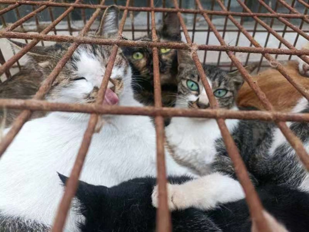 Kasus Pencurian Kucing Pakai Umpan Burung Pipit Marak Terjadi di Tiongkok