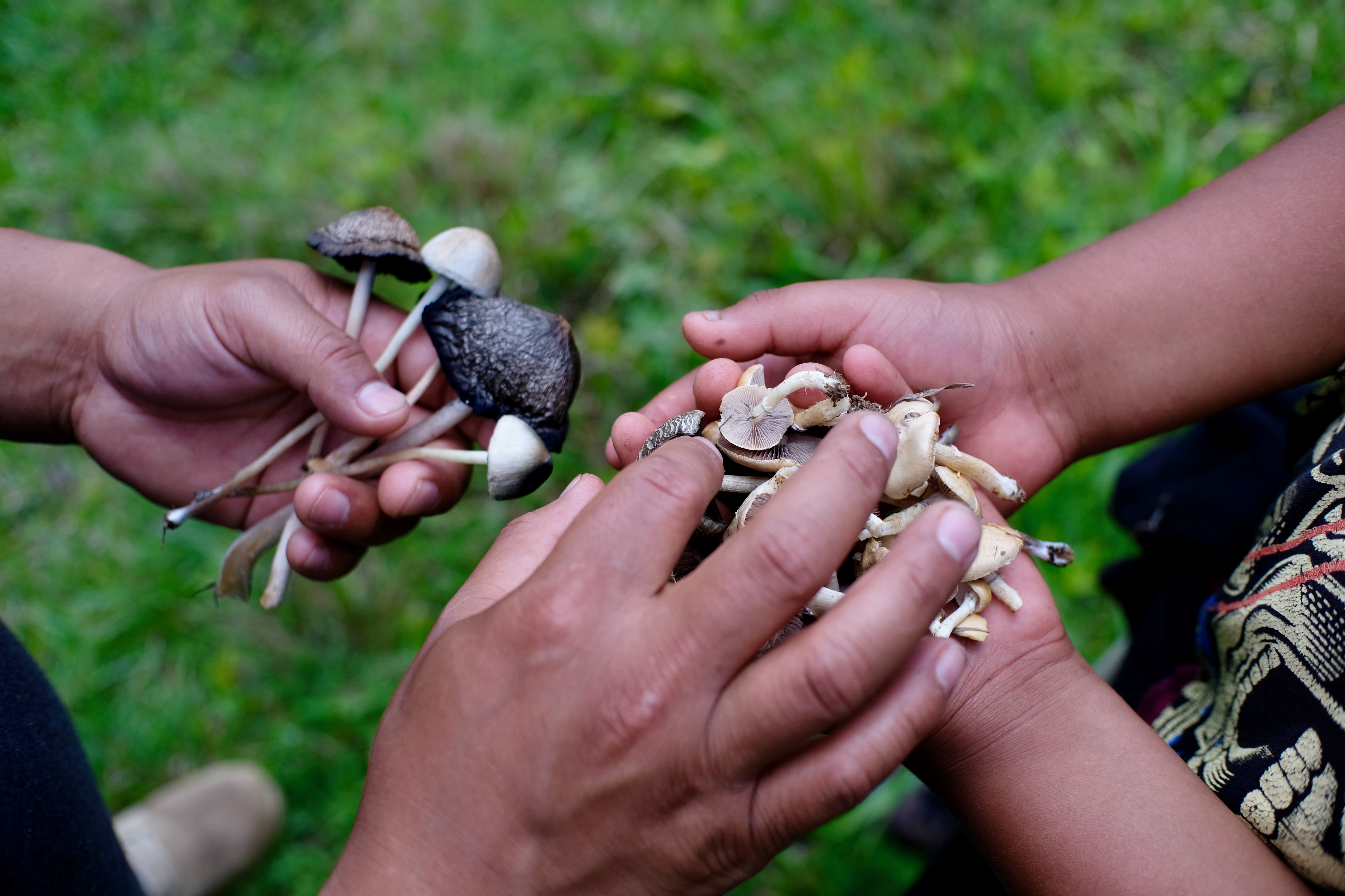 indigenous mazatec mushroom enthusiasts collect the psychedelic fungus just outside of Huautla.jpeg