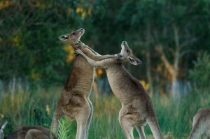 Kanguru Peliharaan Menghajar Pemiliknya Sampai Tewas di  Australia