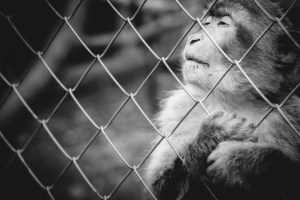 Dua Pemuda Tasikmalaya Ditangkap Polisi Jual Konten Video Penyiksaan Lutung di Internet