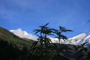 Cannabis_plants_in_front_of_the_Dhaulagiri_summit_(different_angle)