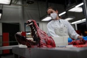 Een schedel van een wolf wordt onderzocht door een wetens