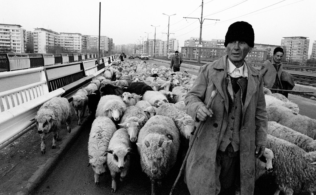 Fotografii cu Bucureștiul anilor ‘90, când oile se plimbau libere pe Podul Grant