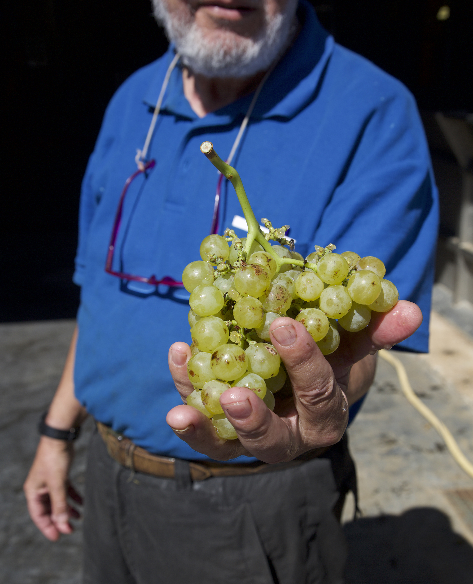 uva per vino kosher.jpg