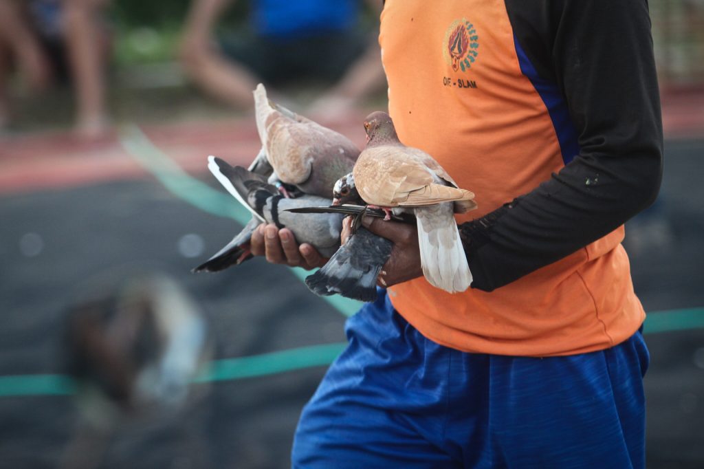Tiga Pemuda di Bandung Campur Ganja ke Pakan Merpatinya Agar Menang Kompetisi