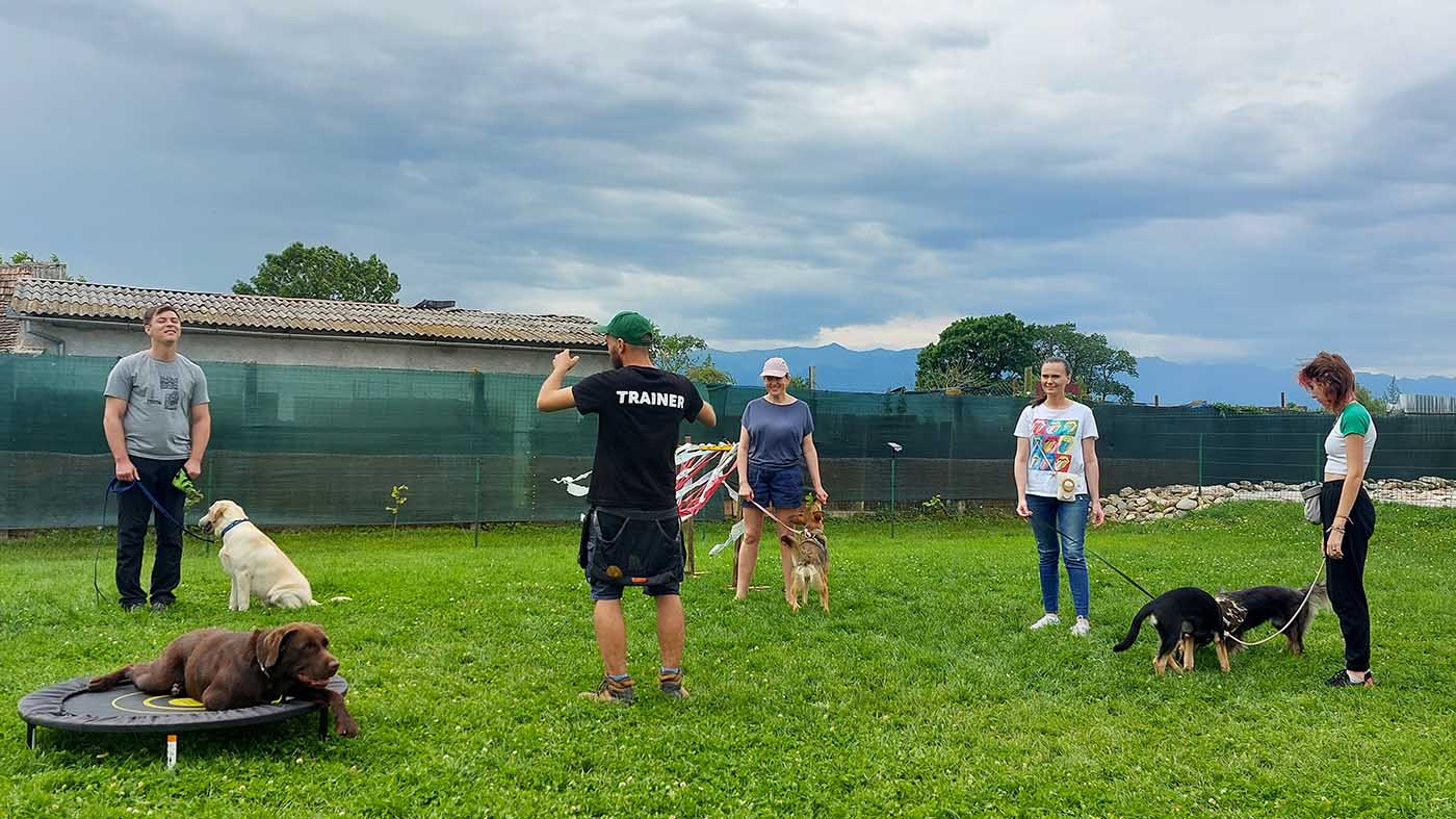 tabara caini romania experienta excursie vacanta fagaras dog scouts animale pet dresaj