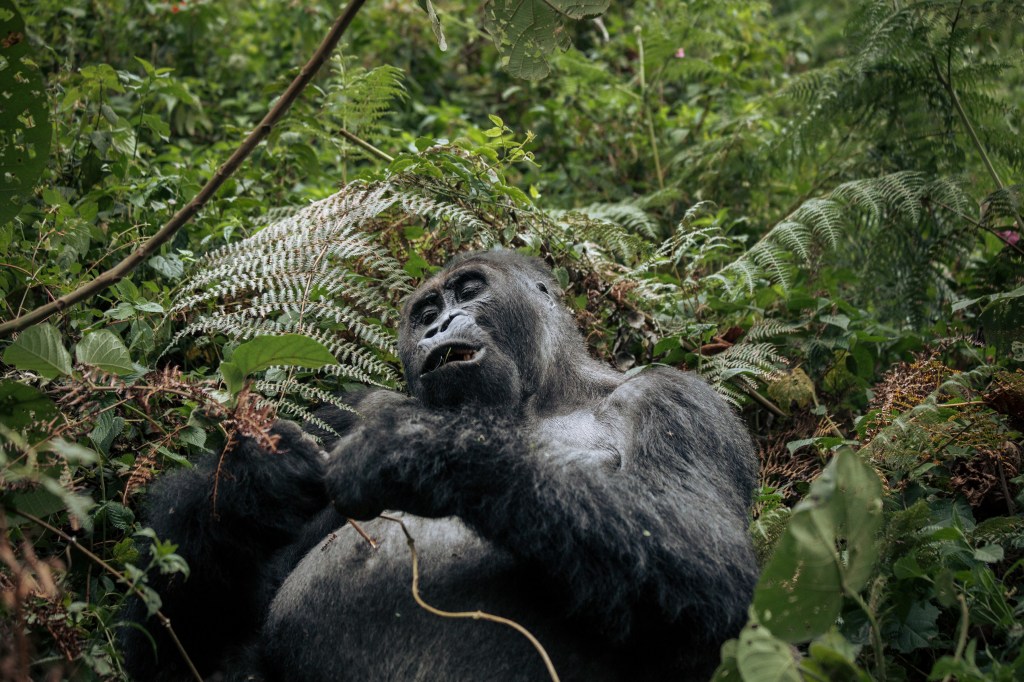 A UN Debate About Ukraine Somehow Became an Argument About Stolen Gorillas