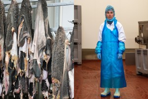genti din stomac de vita, moda din animale