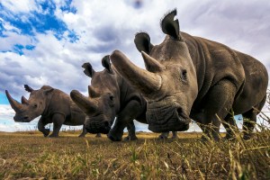 Two northern rhinos.