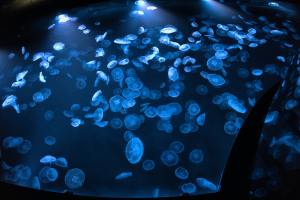 Meduse da mangiare