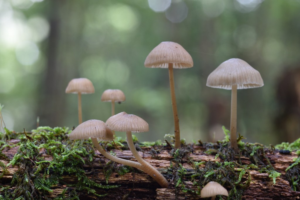 magic mushrooms growing in forest