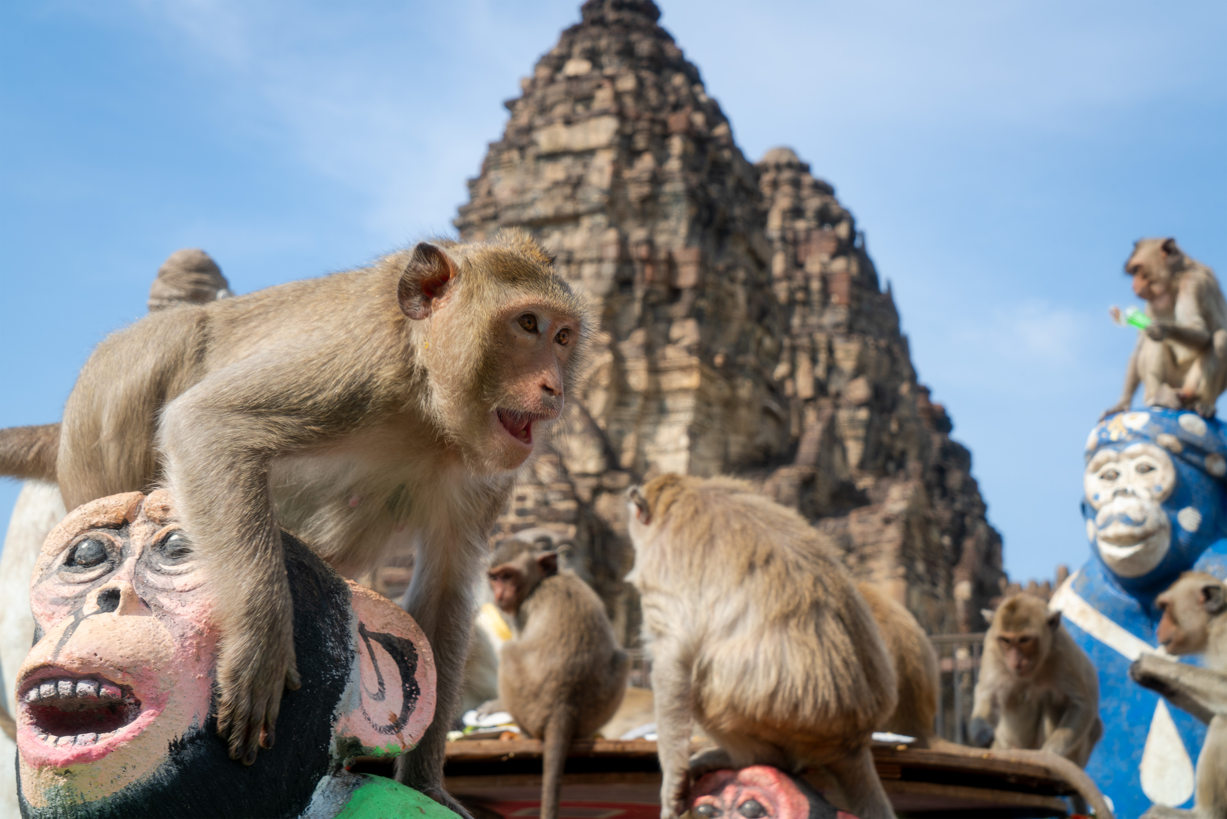 photos of thailand's monkey buffet festival in lopburi