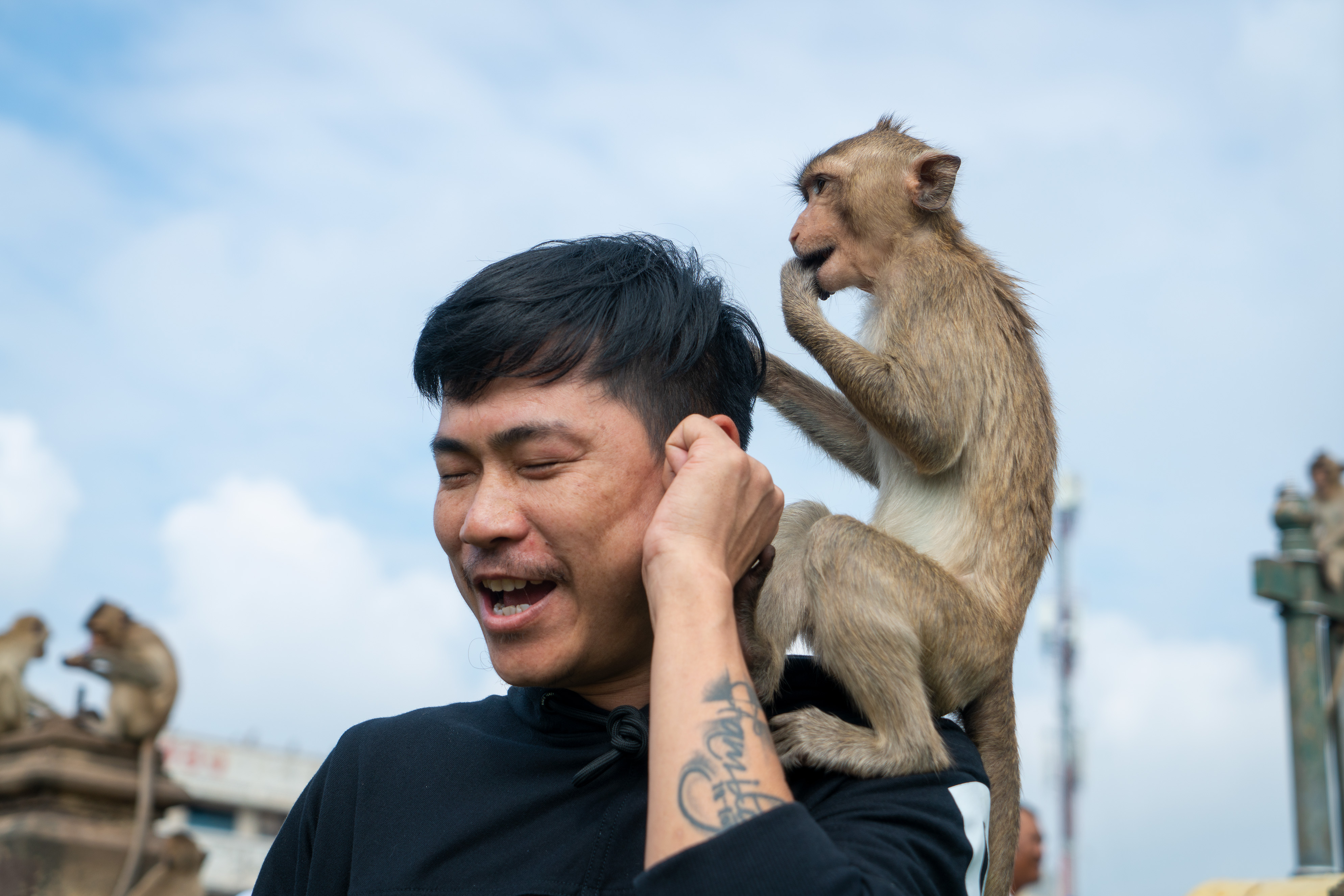 photos of thailand's monkey buffet festival in lopburi