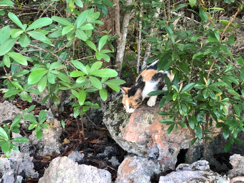 The World’s Most Infamous Tax Haven is About to Kill Hundreds of Stray Cats