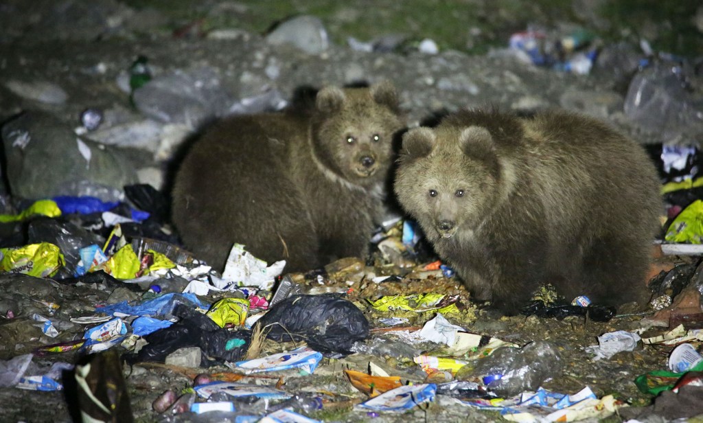 Terancam Punah, Beruang Cokelat Himalaya Sampai Mengais Sampah untuk Makan