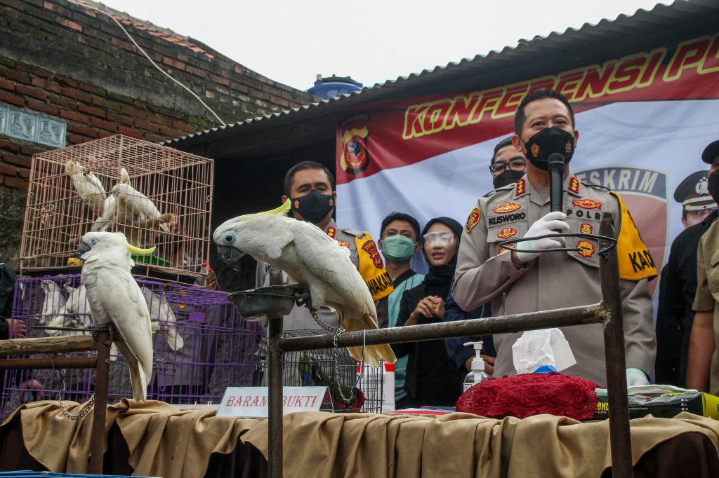 Berbagai Marketplace Besar di Indonesia Jadi Ladang Subur Perdagangan Satwa Ilegal