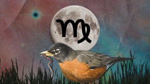 full worm moon bird eating worm collage