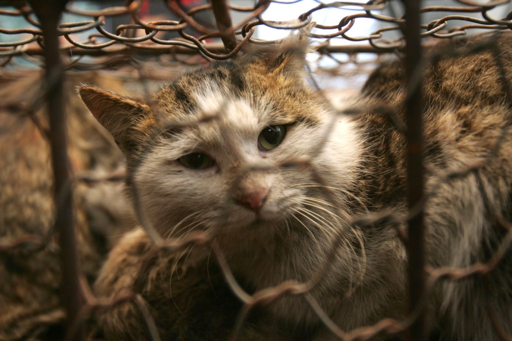 Bikin Konten Siksa Kucing, Pria Dihajar Penyayang Binatang