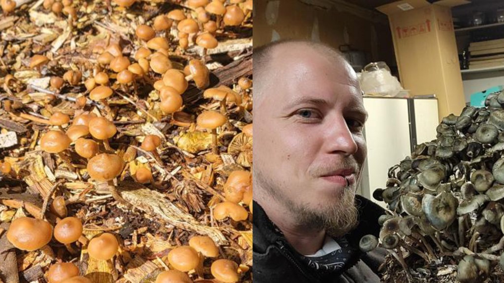 Deze mensen kweken stiekem paddo’s in het wild
