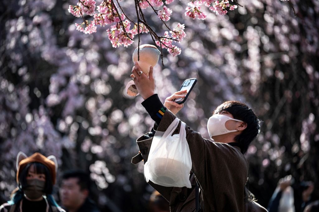Cvetovi trešnje u Japanu cvetaju sve ranije. Krive su klimatske promene.