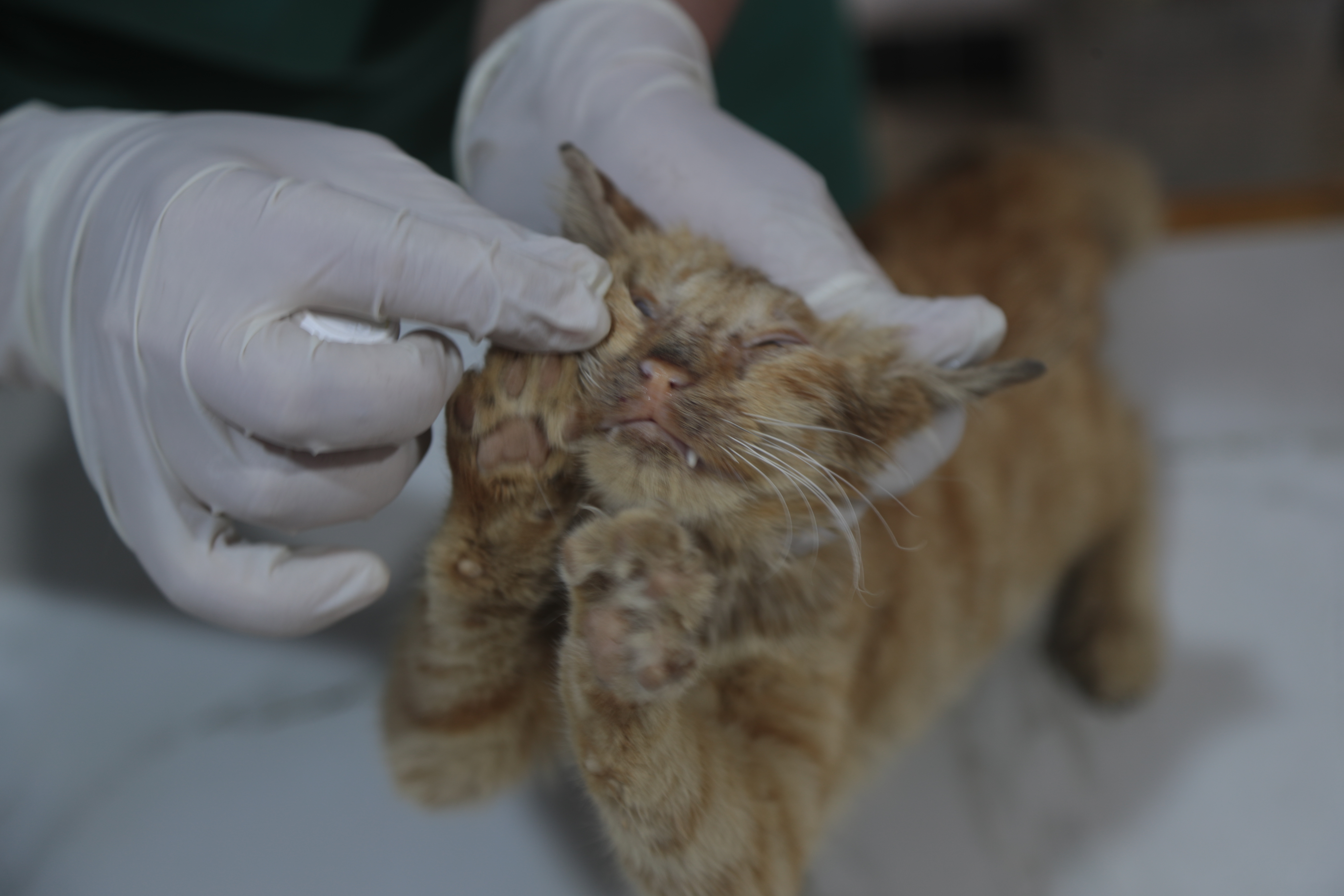 Mohammed Alaa Aljaleel, Cat Man of Aleppo – hands wearing gloves and examining a small orange cat whose eyes are closed