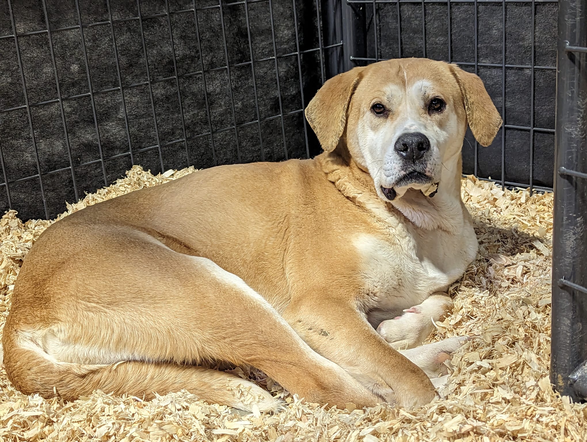 Animal activists rescue dogs in a dog meat farm in South Korea.