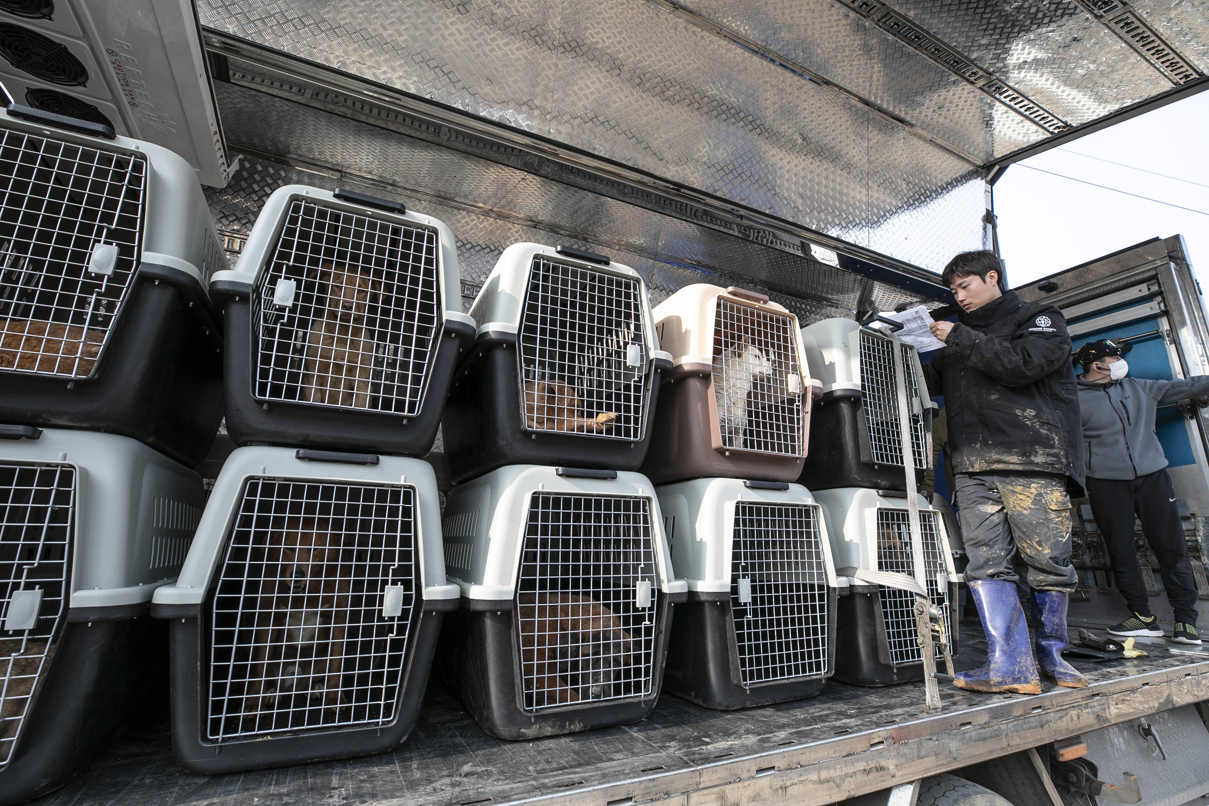 Animal activists rescue dogs in a dog meat farm in South Korea.