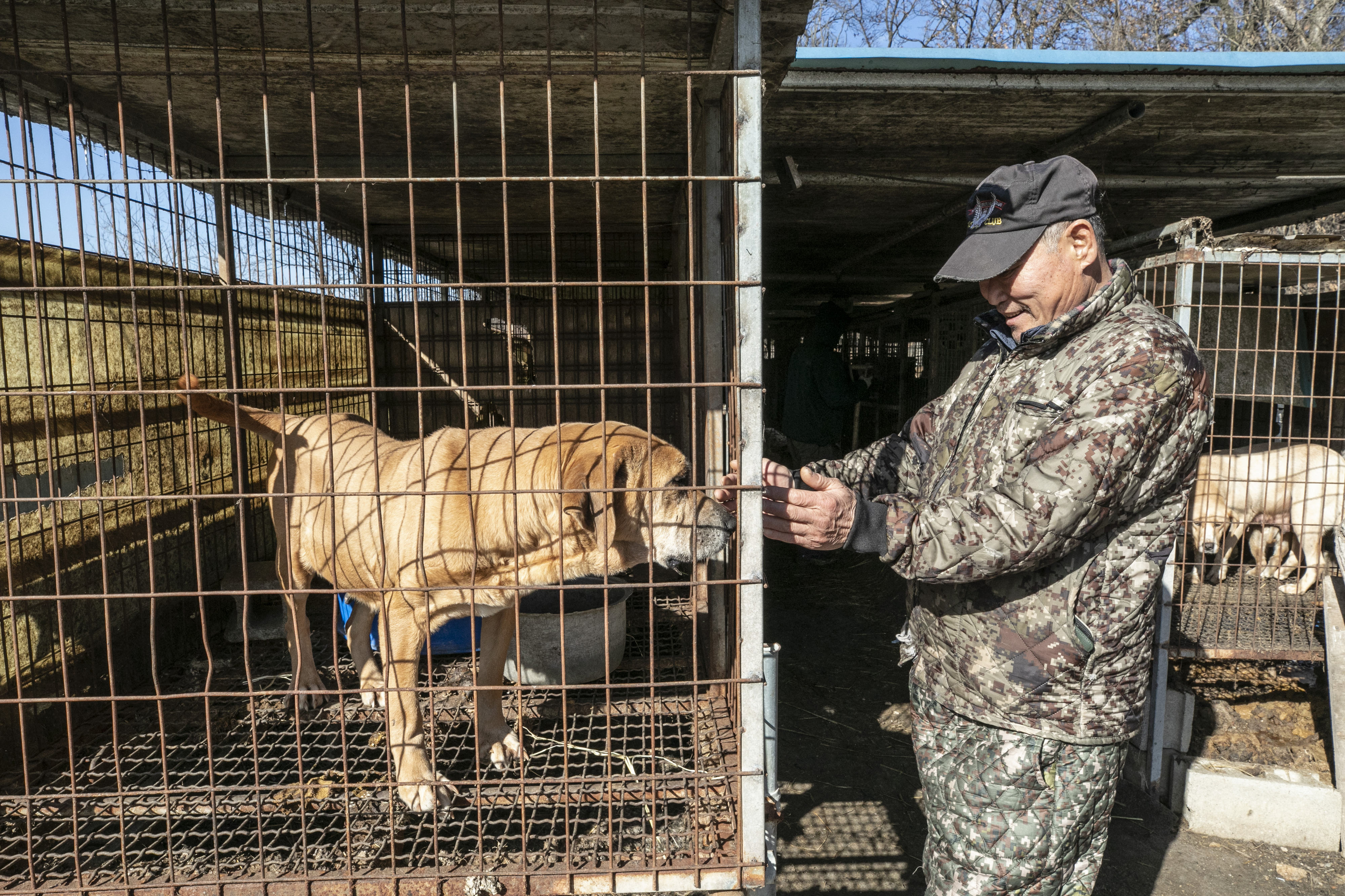 Animal activists rescue dogs in a dog meat farm in South Korea.