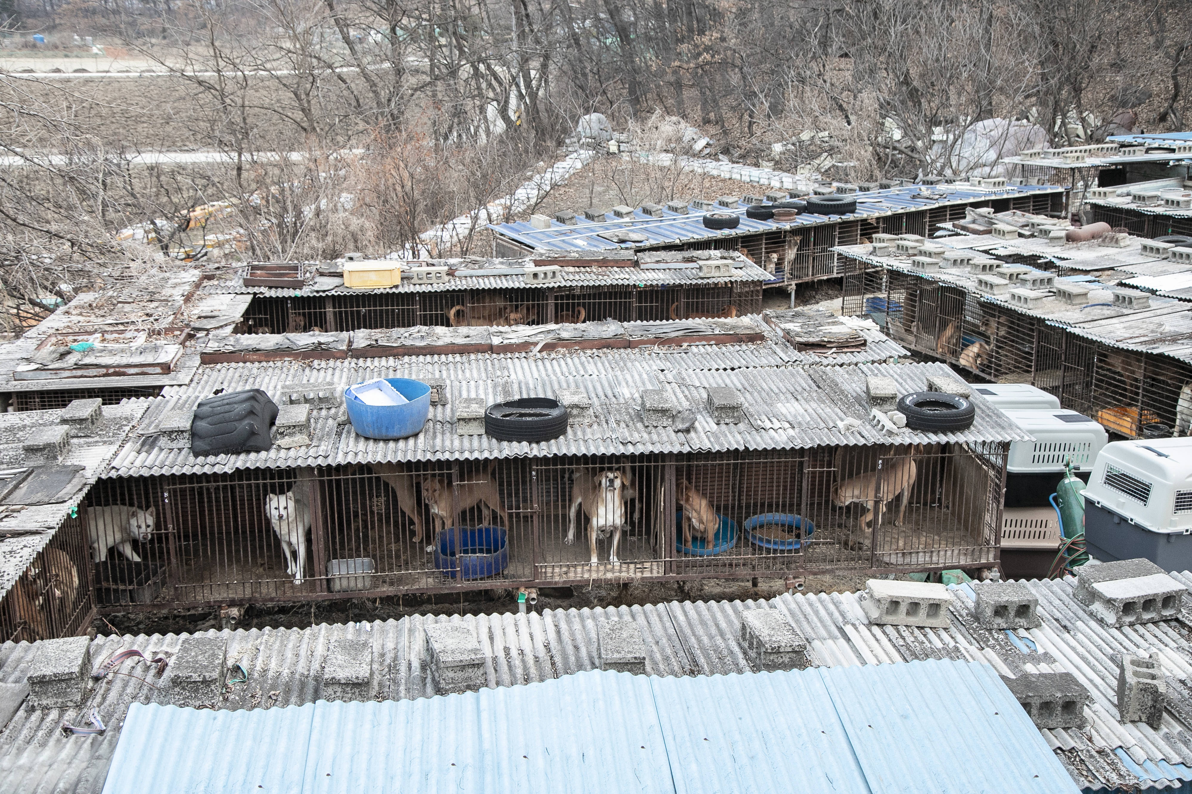 Animal activists rescue dogs in a dog meat farm in South Korea.
