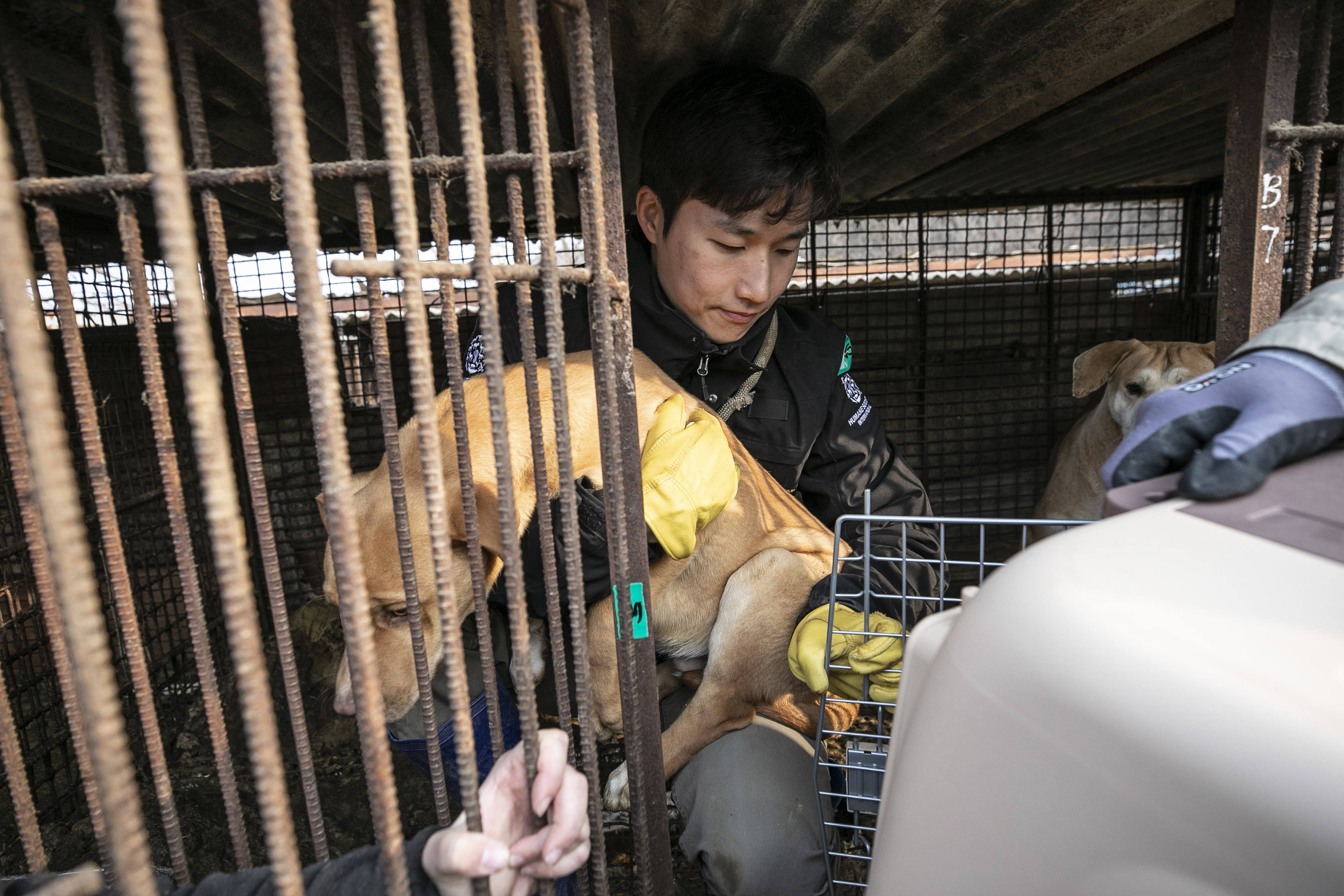 Animal activists rescue dogs in a dog meat farm in South Korea.