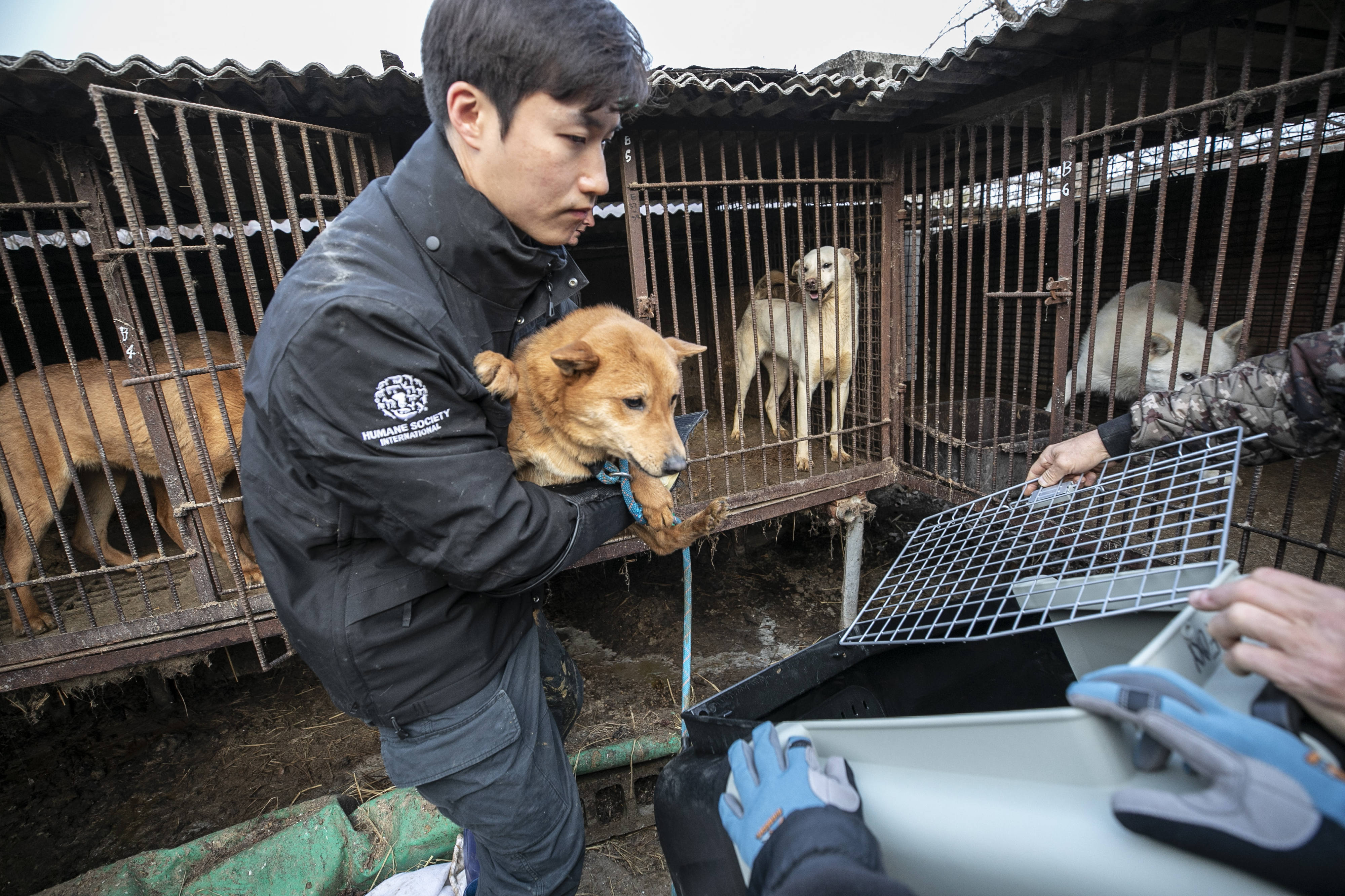 Animal activists rescue dogs in a dog meat farm in South Korea.