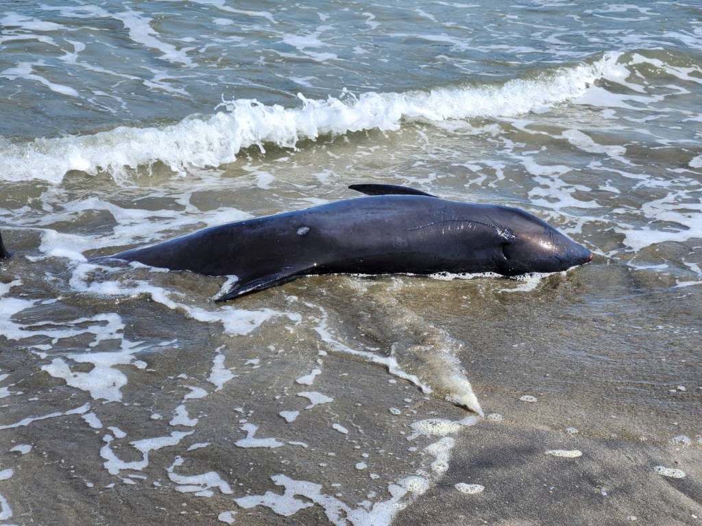 Morski sisari se sve češće nalaze nasukani na plažama širom sveta. Niko ne zna zašto.