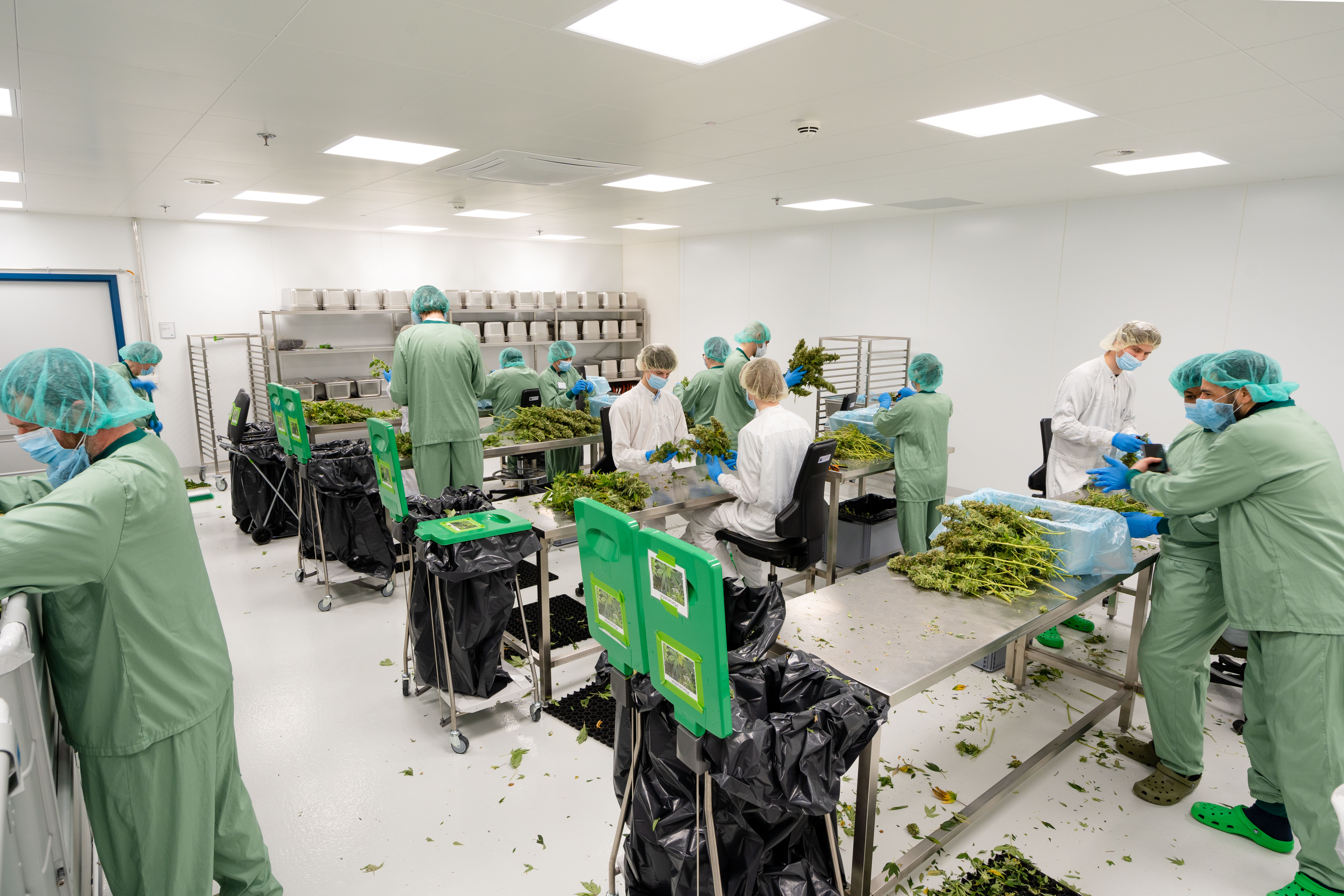 Auf dem Foto wird der Schnittraum gezeigt. Viele Mitarbeiter in grünen Anzügen knipsen Blätter von den Cannabispflanzen.