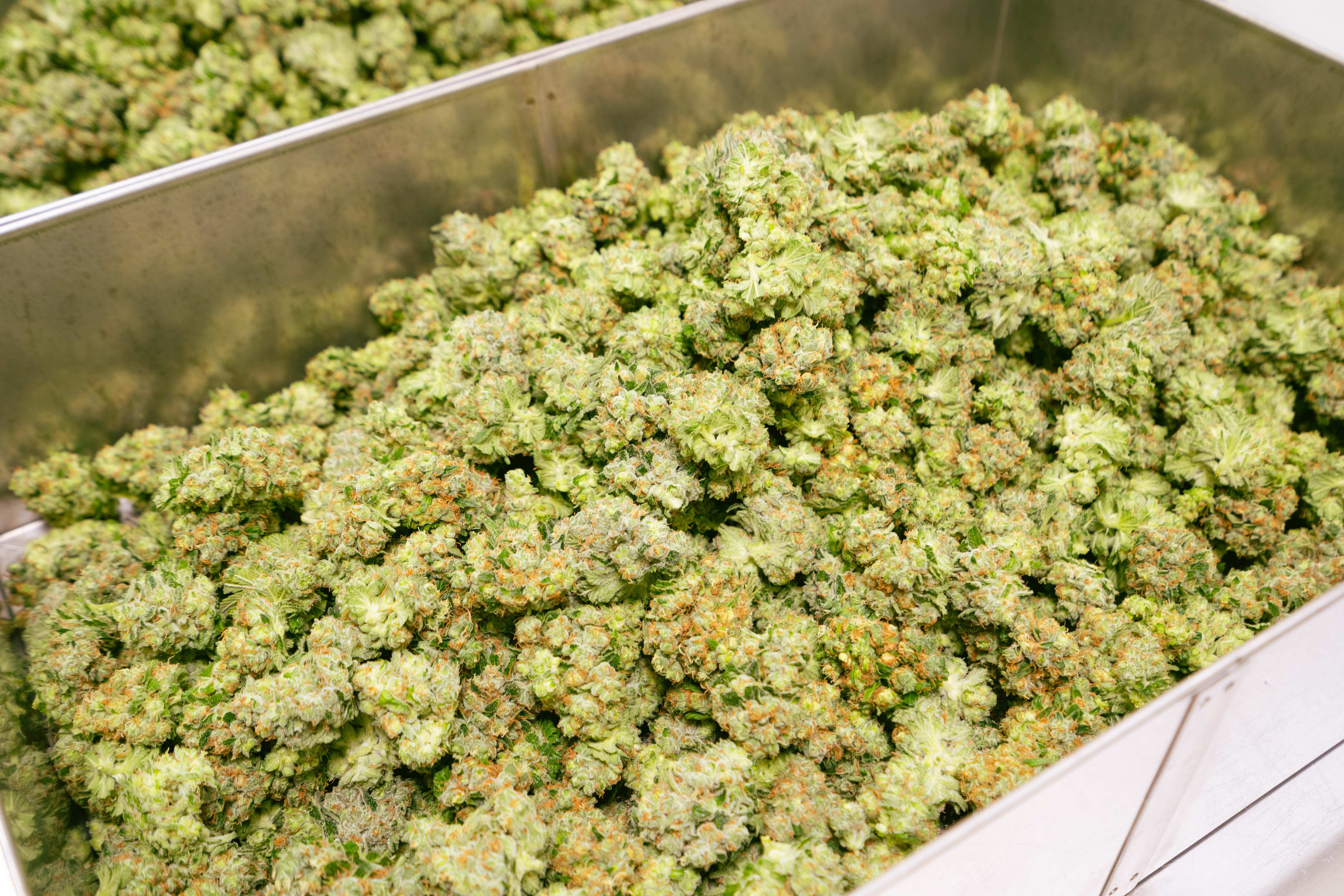 Cannabisblüten