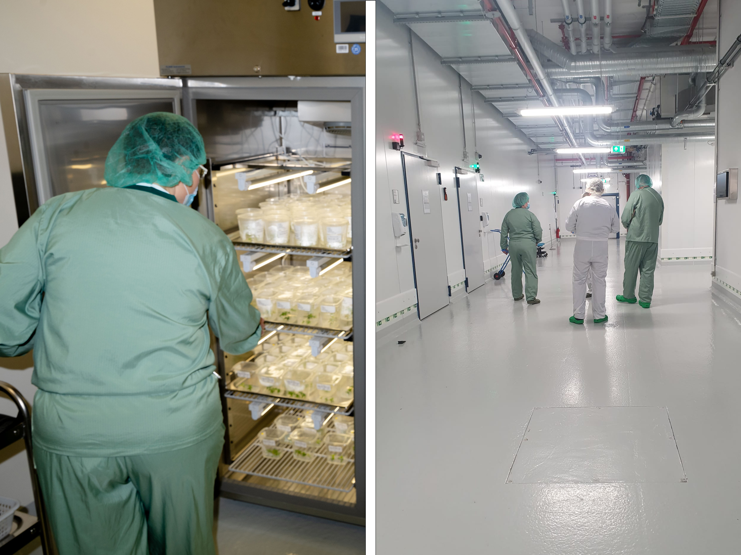 Auf der linken Seite sieht man einen großen Kühlschrank, in dem kleine Cannabispflanzen wachsen, auf der rechten Seite sieht man das Innere der Fabrik.