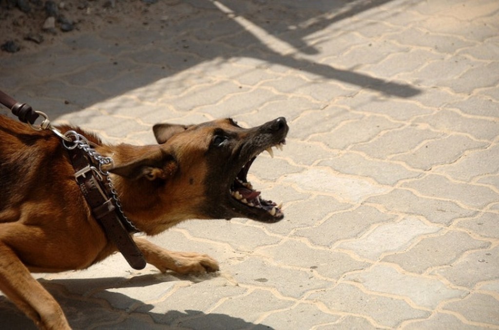Medical-Care-After-Dog-Bite-review