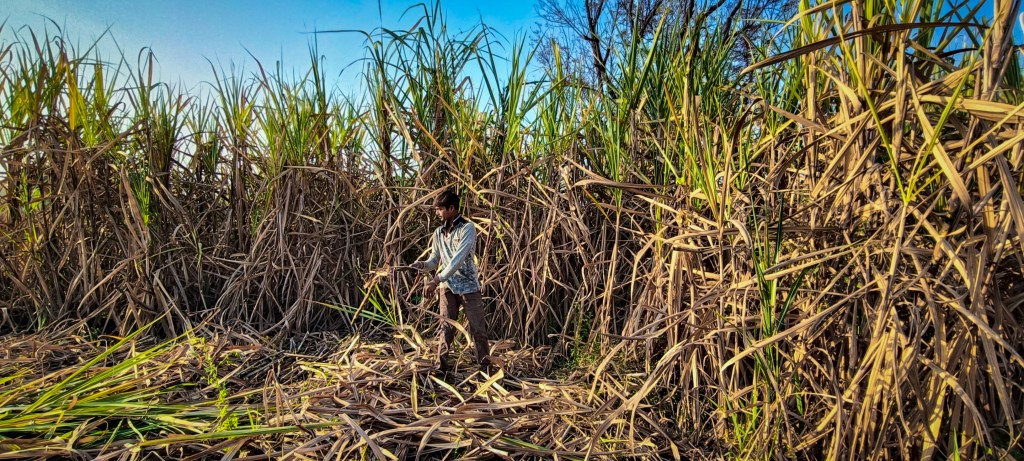 These Child Workers Were Rescued From One of the World’s Biggest Sugar Industries