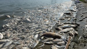 a sasea extinctie in masa a speciilor, cum moare planeta